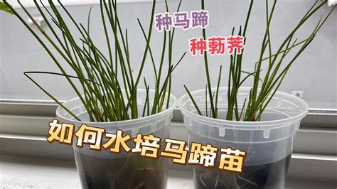 馬蹄蘭水種|【馬蹄蘭種植方法】 馬蹄蘭的綠手指秘笈：種植、施肥、修剪、。